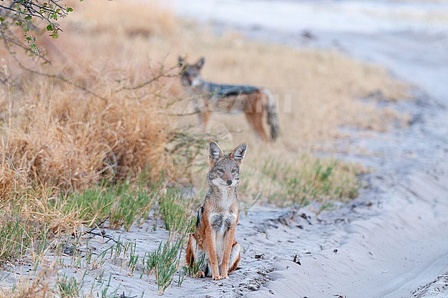 Two black-backed jackals, Canis mesomelas, at the side of a dirt road. Nxai Pan National Park, Botswana. stock-image by Agami/Sergio Pitamitz,
