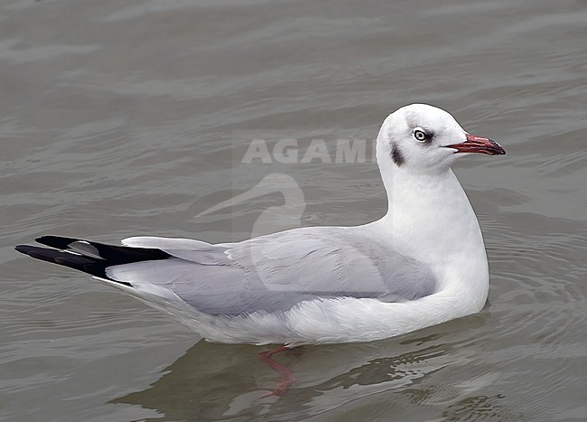Adult Brown-headed Gull, Chroicocephalus brunnicephalus, in winter plumage. Swimming on the water. stock-image by Agami/Alex Vargas,