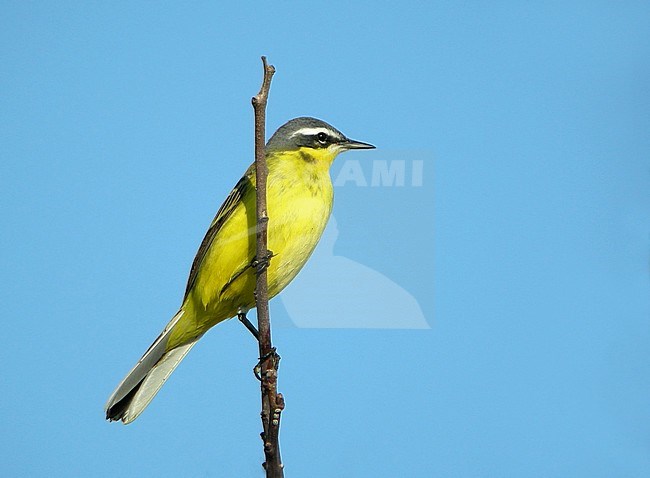 Adult male Eastern Yellow Wagtail (Motacilla tschutschensis tschutschensis) during spring migration on Heuksan Do in South Korea. stock-image by Agami/Aurélien Audevard,