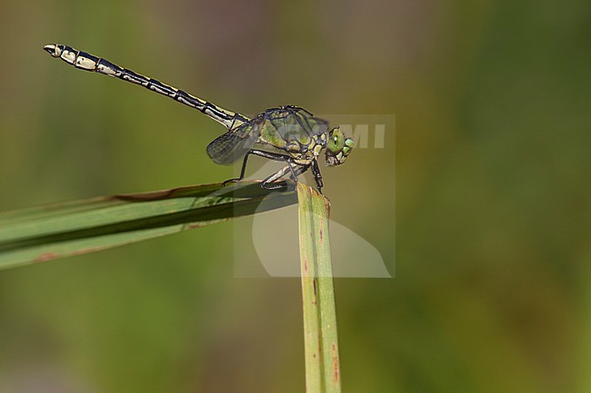 Imago Gaffellibel; Adult Green Snaketail; Adult Green Clubtail stock-image by Agami/Fazal Sardar,