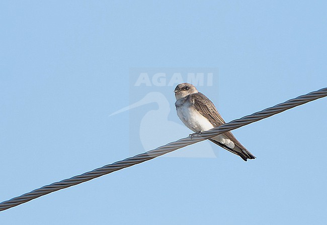 Well-marked Pale Martin (Riparia diluta) perched on wire. stock-image by Agami/Dani Lopez-Velasco,