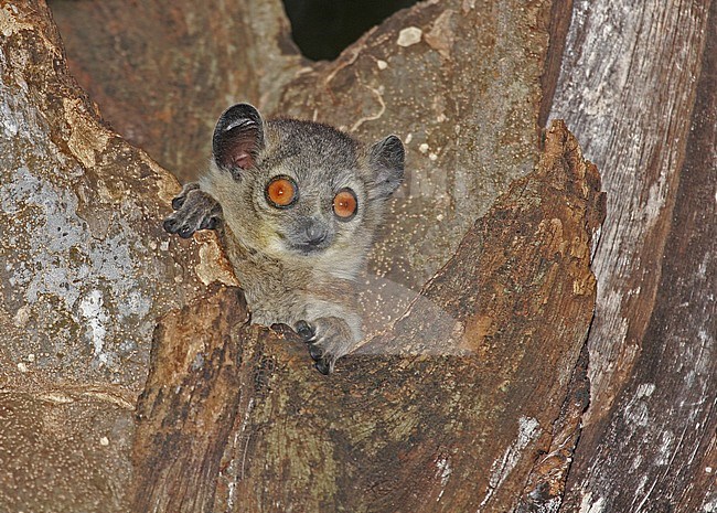 White-footed sportive lemur (Lepilemur leucopus), also known as White-footed or dry-bush weasel lemur, in its natural habitat on Madagascar. stock-image by Agami/Pete Morris,