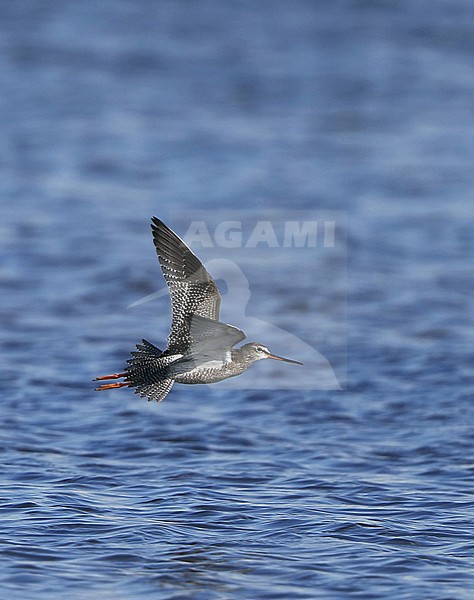 Spotted Redshank (Tringa erythropus) juvenile in flight at Falsterbo, Sweden. stock-image by Agami/Helge Sorensen,