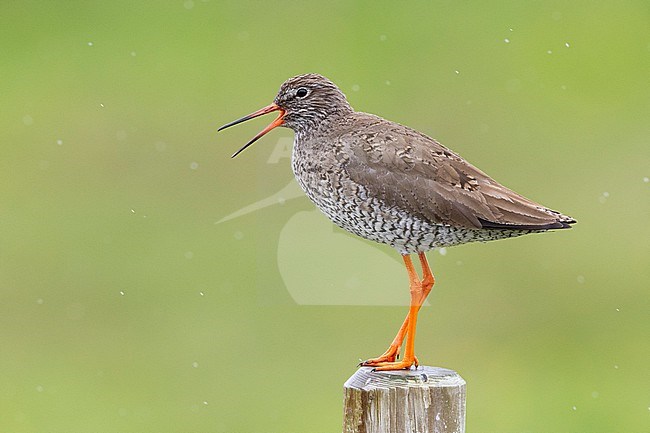 Common Redshank (Tringa totanus robusta), side view of an adult standing on a post, Southern Region, Iceland stock-image by Agami/Saverio Gatto,