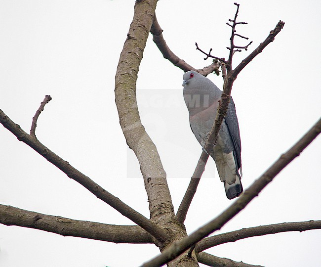 Afep Pigeon (Columba unicincta) in Angola. stock-image by Agami/Pete Morris,