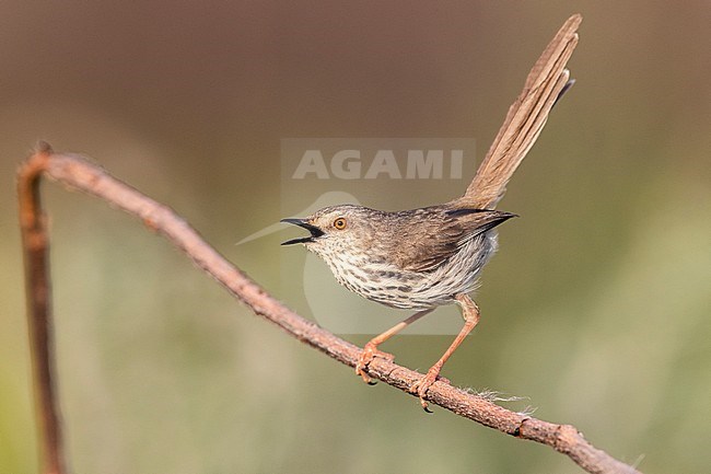 Karoo Prinia (Prinia maculosa), adult singing from a dead branch, Western Cape, South Africa stock-image by Agami/Saverio Gatto,