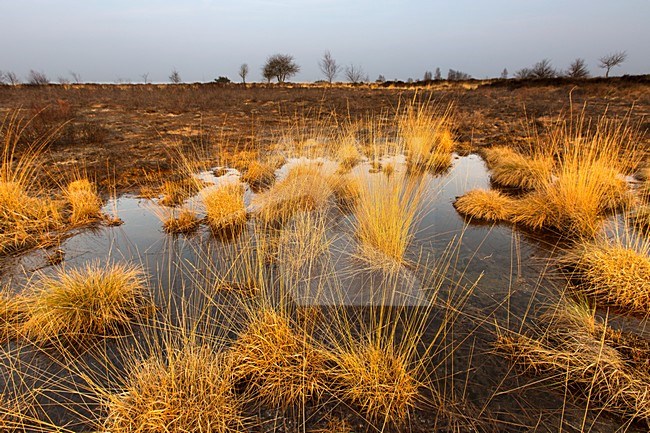 Afgebrande Pijpenstrootje  FochteloÃ«rveen, Burnt Purple Moor grass FochteloÃ«rveen stock-image by Agami/Wil Leurs,