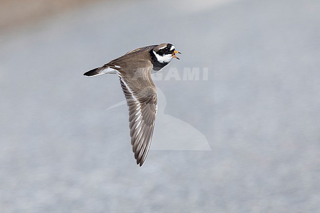 Ringed Plover (Charadrius hiaticula), side view of an adult in flight, Finnmark, Norway stock-image by Agami/Saverio Gatto,