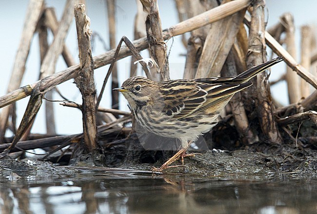 Side view of a first-winter Red-throated Pipit (Anthus cervinus) feeding on the ground. Finland stock-image by Agami/Markku Rantala,