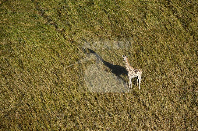 An aerial view of a giraffe, Giraffe camelopardalis, walking in Botswana's Okavango Delta. Botswana. stock-image by Agami/Sergio Pitamitz,
