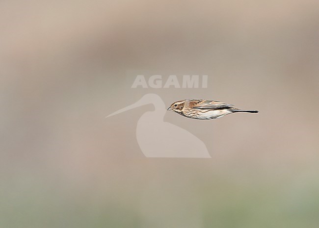 Common Reed Bunting (Emberiza schoeniclus) flying, migrating against a yellowish brown background in sideview and wings closed stock-image by Agami/Ran Schols,