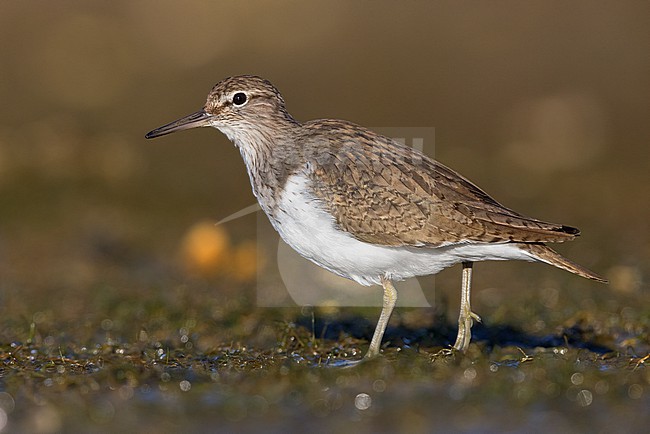 Common Sandpiper (Actitis hypoleucos), side view of an adult standing on the ground, Campania, Italy stock-image by Agami/Saverio Gatto,