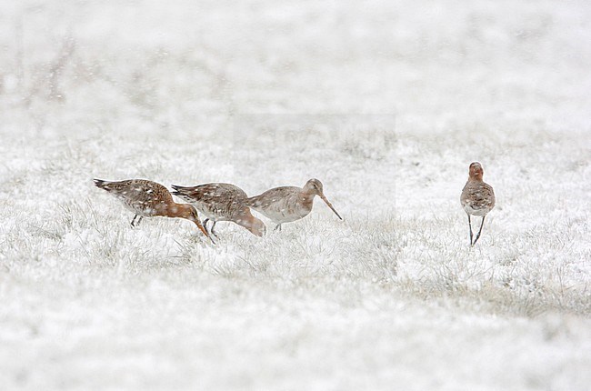 Grutto in de sneeuw, Black-tailed Godwit in the snow stock-image by Agami/Arie Ouwerkerk,