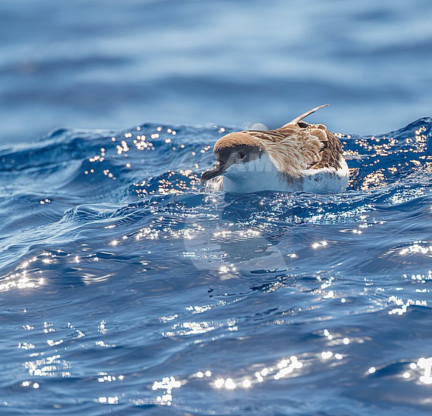 Great Shearwater (Puffinus gravis) at sea offshore the Azores, Portugal. stock-image by Agami/Marc Guyt,
