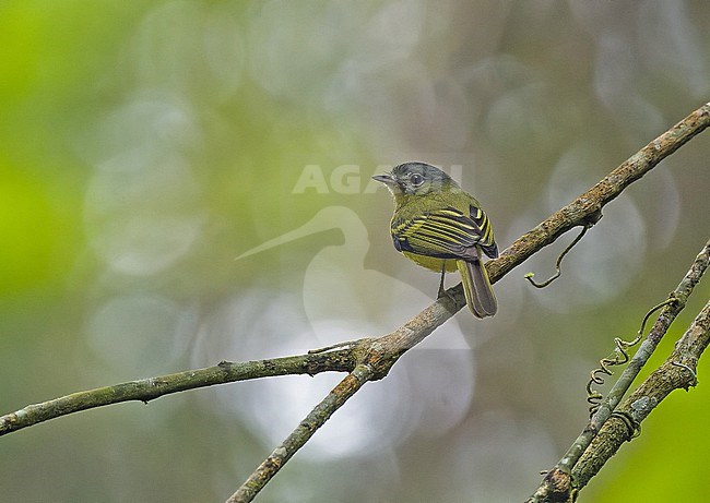 Antioquia Bristle Tyrant (Pogonotriccus lanyoni) in Colombia. stock-image by Agami/Pete Morris,