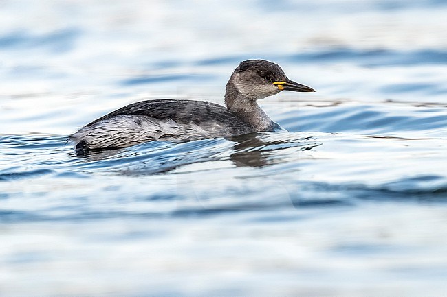 Winter plumage Red-necked Grebe (Podiceps grisegena) swimming in Hombeek, Antwerp, Belgium. stock-image by Agami/Vincent Legrand,
