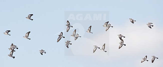 Holenduif in de vlucht; Stock Dove in flight stock-image by Agami/Markus Varesvuo,