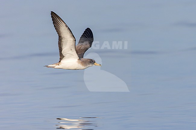 An adult Scopoli's shearwater fills the frame flying  with a clear blue sky behind it. Scopoli's Shearwaters breed on rocky islands and on steep coasts in the Mediterranean but outside the breeding season it forages in the Atlantic. stock-image by Agami/Jacob Garvelink,