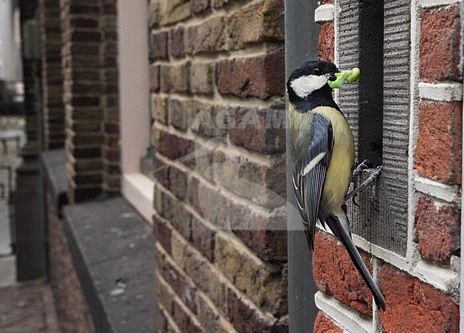 Koolmees nestelend in brievenbus; Great Tit nesting in post box stock-image by Agami/Jacques van der Neut,