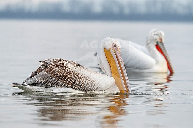Wintering immature Great White Pelican (Pelecanus onocrotalus) during late winter in Lake Kerkini, Greece. Dalmatian Pelican in the background. stock-image by Agami/Marc Guyt,