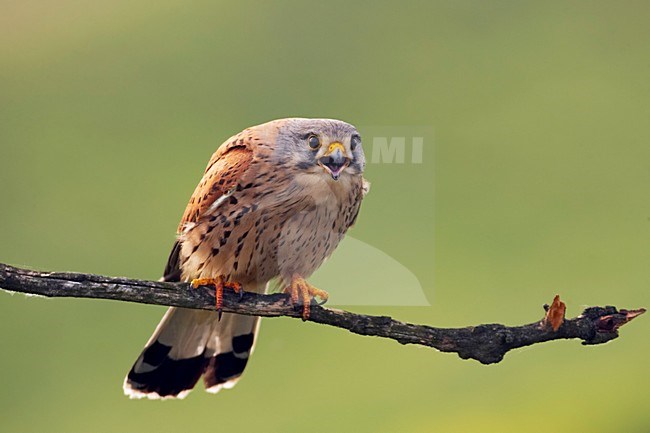 Torenvalk mannetje roepend; Common Kestrel male calling stock-image by Agami/Jari Peltomäki,