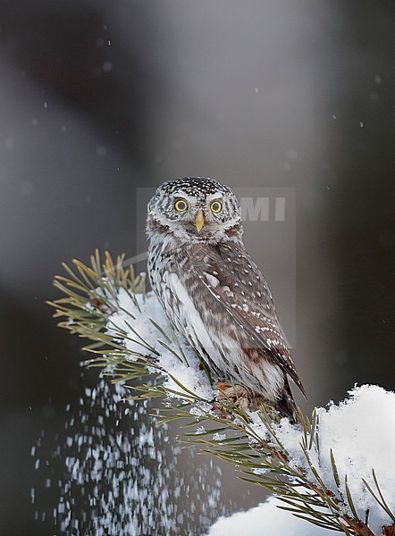 Pygmy Owl (glaucidium passerinum) Kuusamo Finland February 2016 stock-image by Agami/Markus Varesvuo,