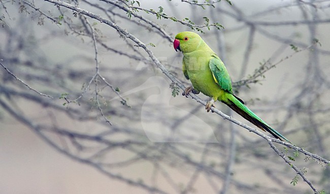 Halsbandparkiet in zit; Rose-ringed Parakeet perched stock-image by Agami/Markus Varesvuo,