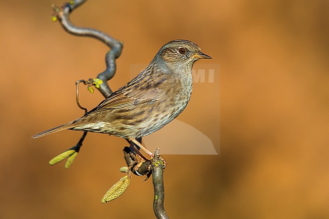 Dunnock, Prunella modularis stock-image by Agami/Daniele Occhiato,
