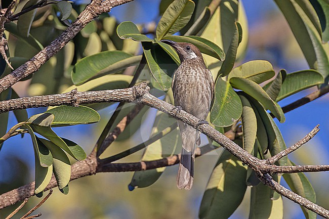 Silver-eared Honeyeater (Lichmera alboauricularis) in Papua New Guinea. stock-image by Agami/Pete Morris,