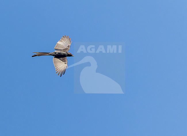 Black Drongo (Dicrurus macrocercus) in India. stock-image by Agami/Marc Guyt,