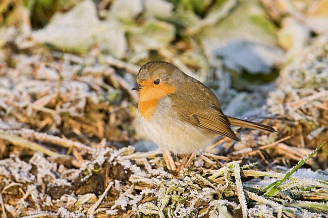 Roodborst in de winter; European Robini n winter stock-image by Agami/Marc Guyt,