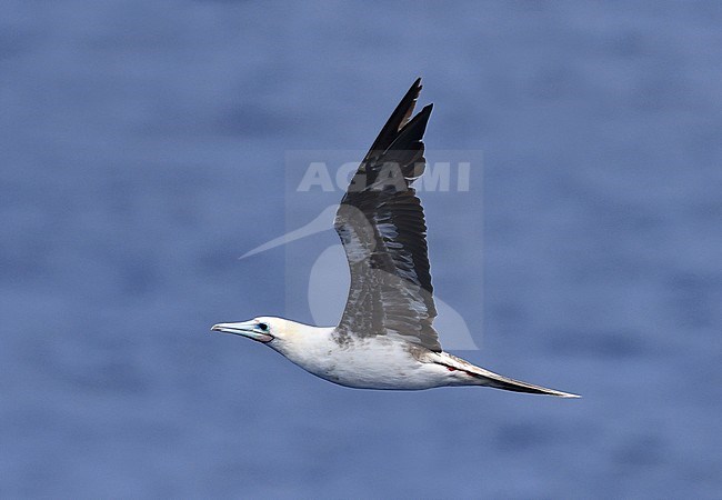 Red-footed Booby (Sula sula) in flight over the mid-atlantic ocean. stock-image by Agami/Laurens Steijn,