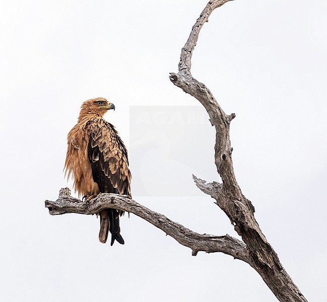 Immature Tawny Eagle (Aquila rapax)  in South Africa. Perchedin a tree. stock-image by Agami/Pete Morris,