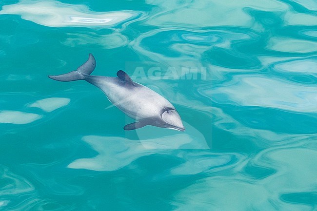 Hector's Dolphin (Cephalorhynchus hectori) swimming the bay at Akaroa peninsula, South Island, New Zealand. Swimming just below the surface. stock-image by Agami/Marc Guyt,