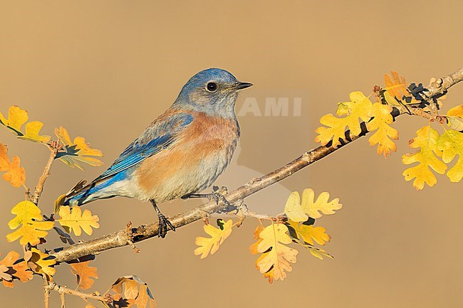 Adult male
Santa Barbara Co., CA
November 2022 stock-image by Agami/Brian E Small,