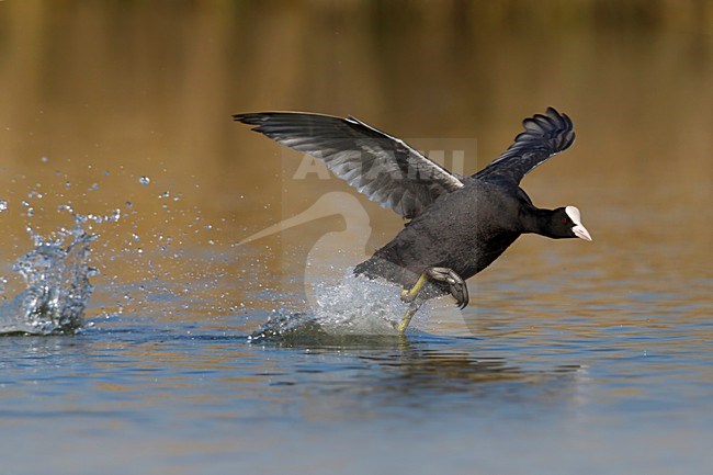 Meerkoet rennend over het water; Eurasian Coot running over water stock-image by Agami/Daniele Occhiato,