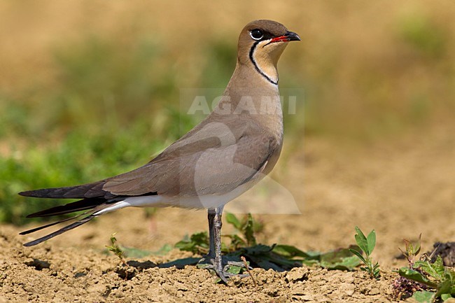 Vorkstaartplevier; Collared Pratincole stock-image by Agami/Daniele Occhiato,