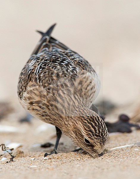 Immature Baird's Sandpiper (Calidris bairdii) on a Dutch beach. stock-image by Agami/Marc Guyt,