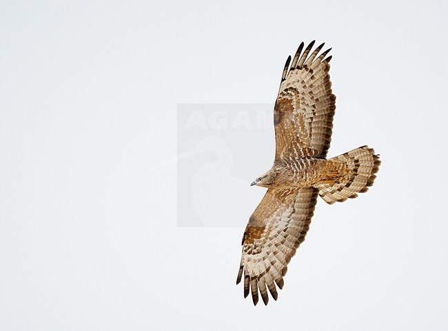 Volwassen Wespendief in de vlucht; Adult European Honey Buzzard in flight stock-image by Agami/Markus Varesvuo,