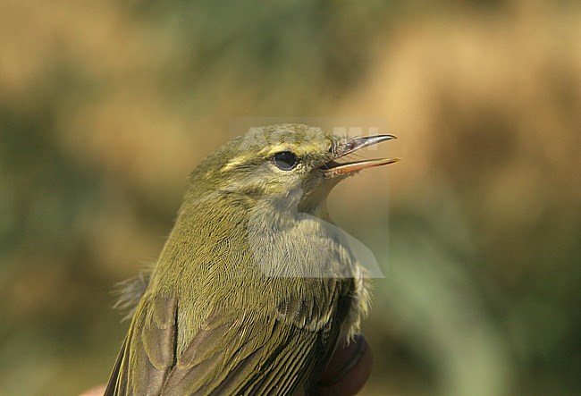 Groene Fitis, Green Warbler, Phylloscopus nitidus stock-image by Agami/Yoav Perlman,