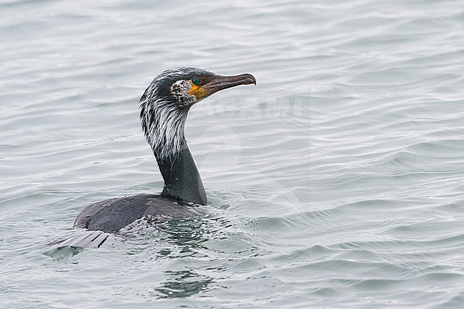 Japanese Cormorant, Phalacrocorax capillatus stock-image by Agami/Stuart Price,