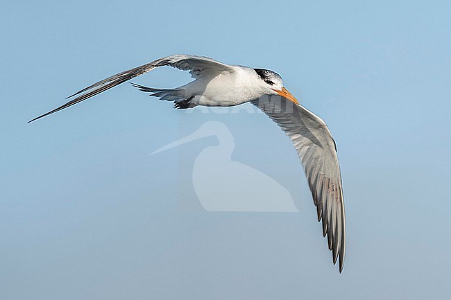  stock-image by Agami/Marcel Burkhardt,