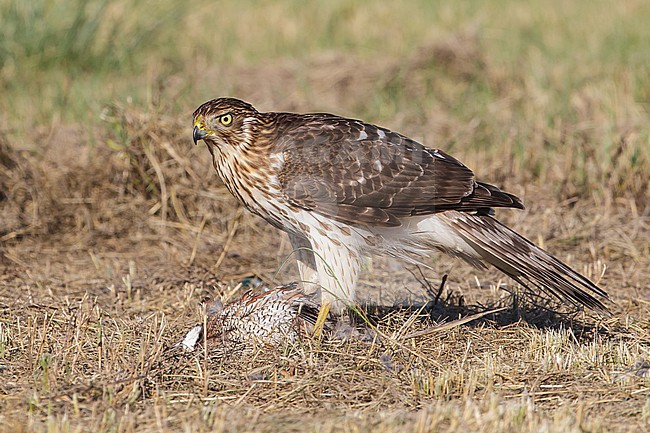 Juvenile
Chambers Co., TX
October 2013 stock-image by Agami/Brian E Small,