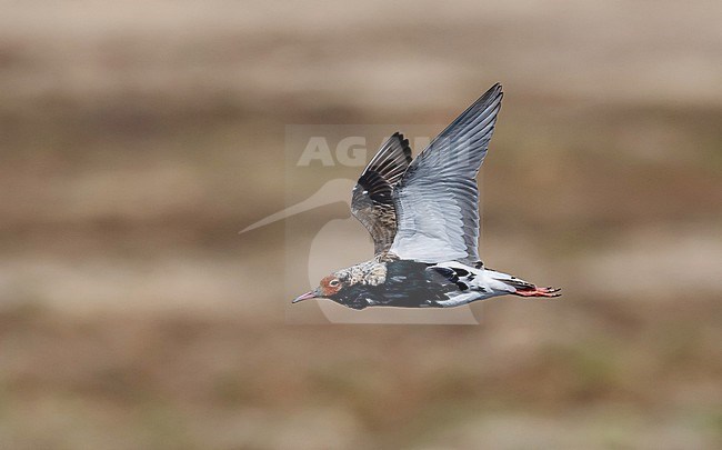 Adult male Ruff (Calidris pugnax) in breeding plumage flying past in arctic Norway. stock-image by Agami/Markku Rantala,