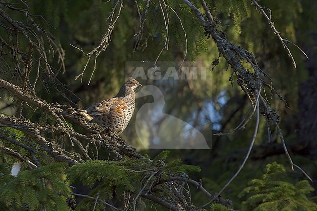Hazel Grouse (Tetrastes bonasia), side view of a male on spruce branch in Kuusamo, Finland stock-image by Agami/Kari Eischer,