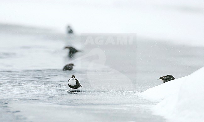 Five wintering Black-bellied White-throated Dipper (Cinclus cinclus cinclus) in a fast flowing river at Kuusamo in arctic Finland. stock-image by Agami/Markus Varesvuo,
