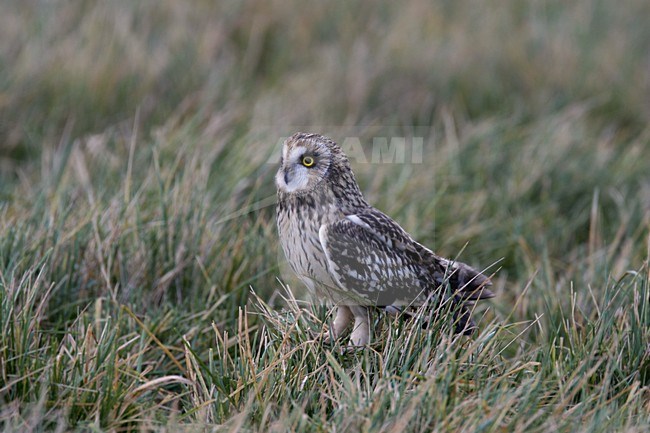 Short-eared Owl perched; Velduil zittend stock-image by Agami/Reint Jakob Schut,