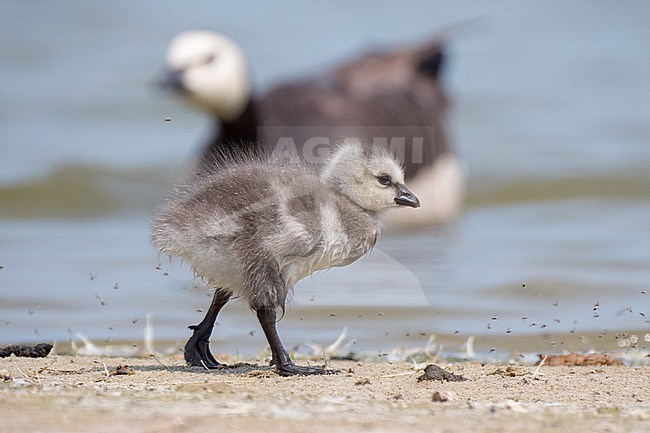 Barnacle Goose (Branta leucopsis) chick stock-image by Agami/Hans Germeraad,