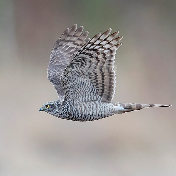 A young Eurasian Sparrowhawk (Accipiter nisus) in flight; side view view. Finland, Hanko stock-image by Agami/Markku Rantala,