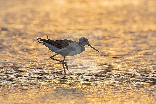 Common Greenshank (Tringa nebularia) standing in the water at low tide in Mogadishu, Somalia. stock-image by Agami/David Monticelli,